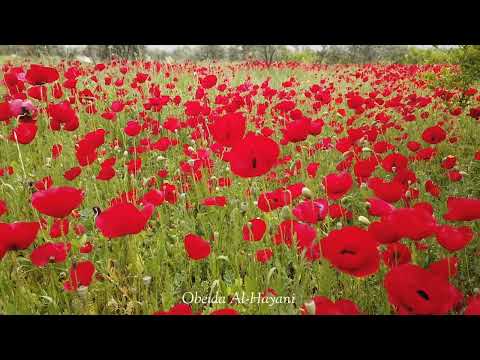 بكير طل الحب 