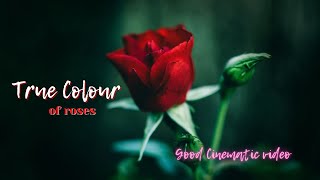 Bunga Mawar || Cinematic footage || Roses true colour ||