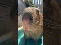 ズッキーニとんちゃん🥒 #カピバラ #capybara #capyvillage #animalcafe #動物カフェ