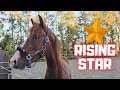 One day after Rising Star&#39;s⭐ treatment | Friesian Horses