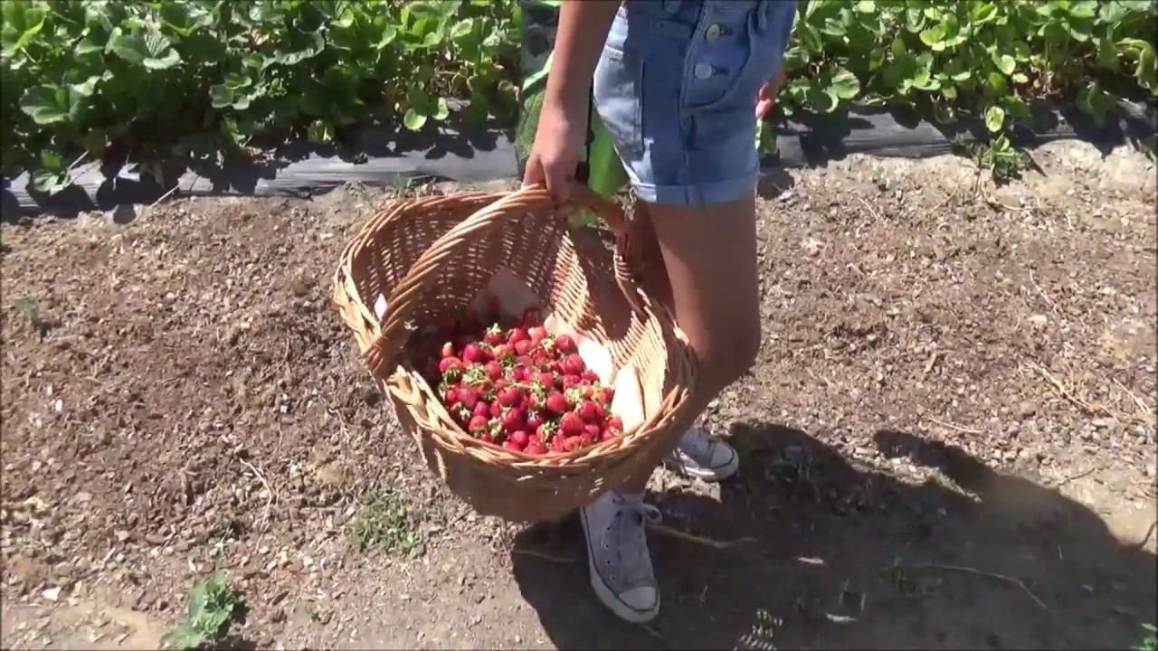 Strawberry Picking at Broxburn, Lethbridge County YouTube