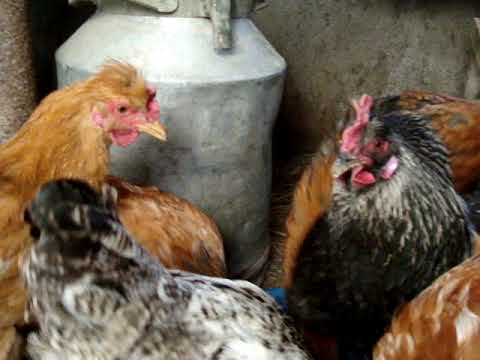 ჩემი პატარა მეურნეობა-1.   2011წ.