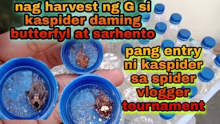 Nag harvest ng G para gamitin sa dadating na spider vlogger tournament🕷️🕷️