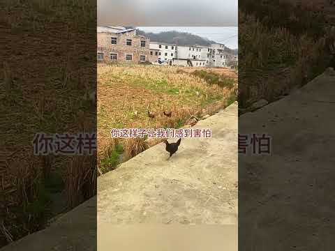 後宮們，你們的皇上來追你們囉！ #搞笑配音 #搞笑 #funny thumbnail