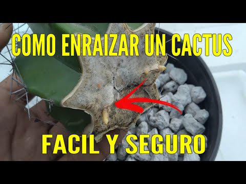 Video: ¿Los cactus tienen raíces?