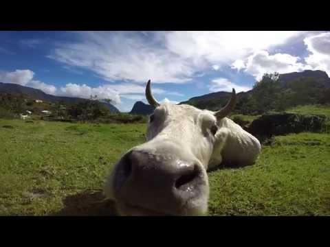 Curious Cow sniffing my GoPro