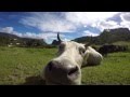 Curious cow sniffing my gopro