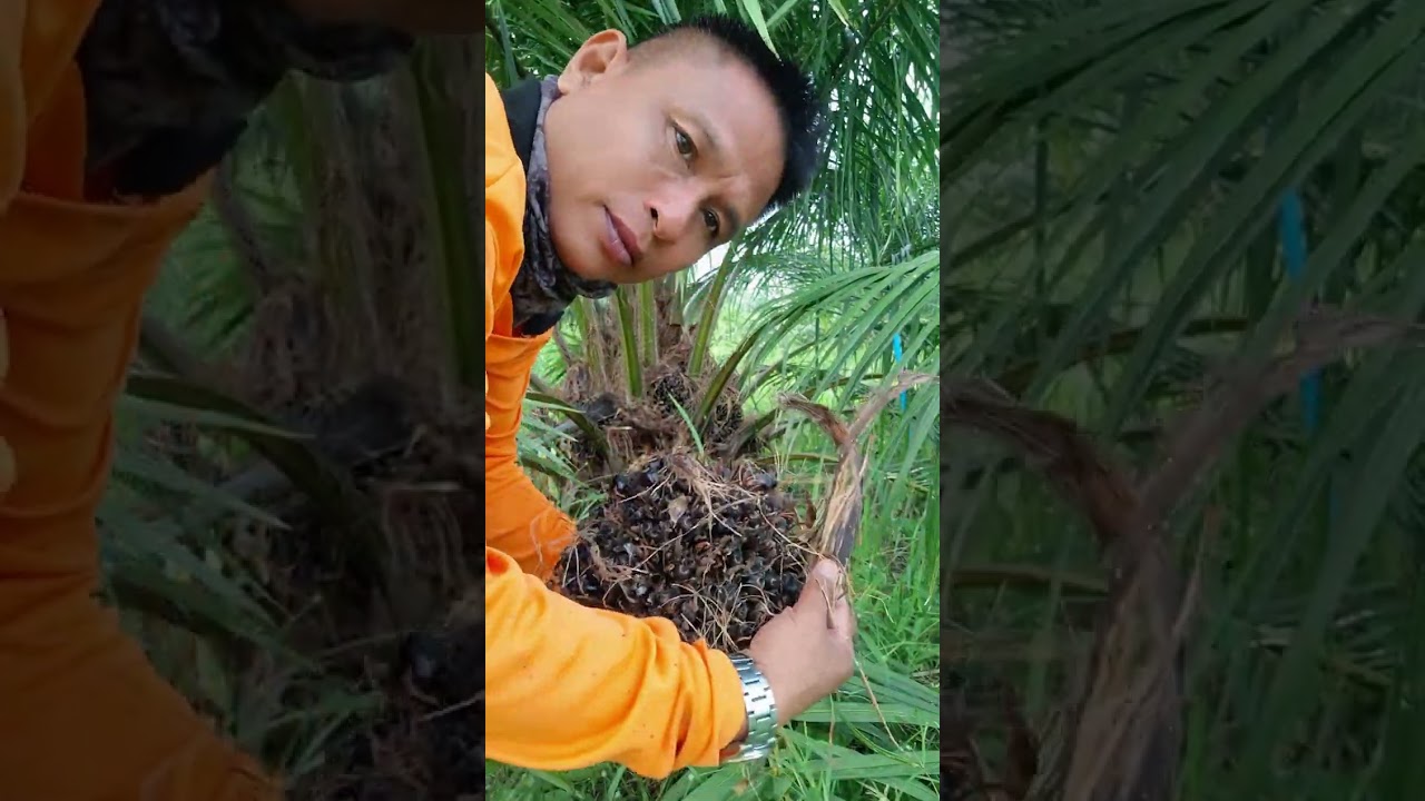 ตัดลูกปาล์มเน่าเสียออกเกิดจากเชื้อราลูกติดดิน ตอนนี้ไม่ค่อยมีลูกเน่าแล้วน่าจะผ่านพ้นจุดนั่นไปแล้ว