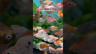 # fish #fish #aquarium #wholsaler #kannur #farming #trending #video #
