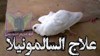 علاج مرض السالمونيلا في الحمام والطيور من ابومريم التونسي