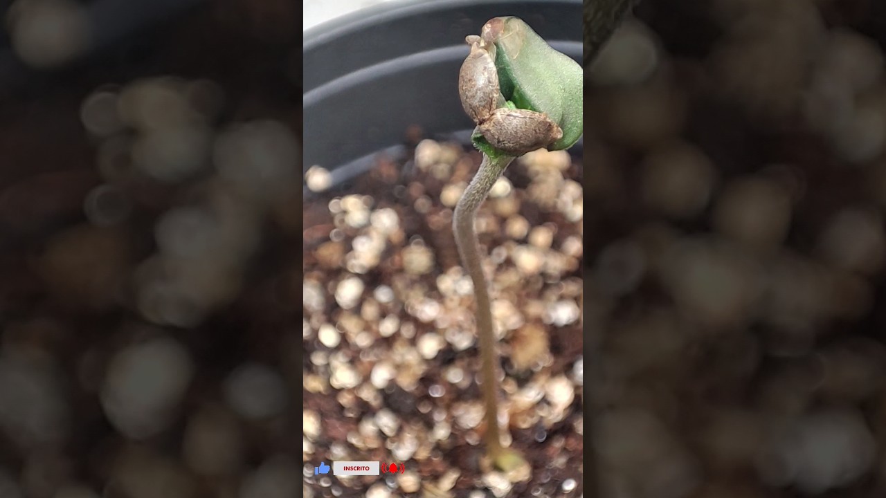 ✅DIA 1⛺GROW 80X80X160💡PAINEL @viparspectra_official XS1500 PRO LED GROW LIGHT 🌰GREENKUSH fotoperíodo