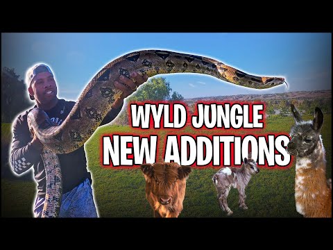 WYLD JUNGLE NEW ADDITIONS | THE REAL TARZANN