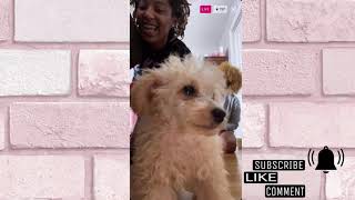 Bracefacelaii on Instagram live |