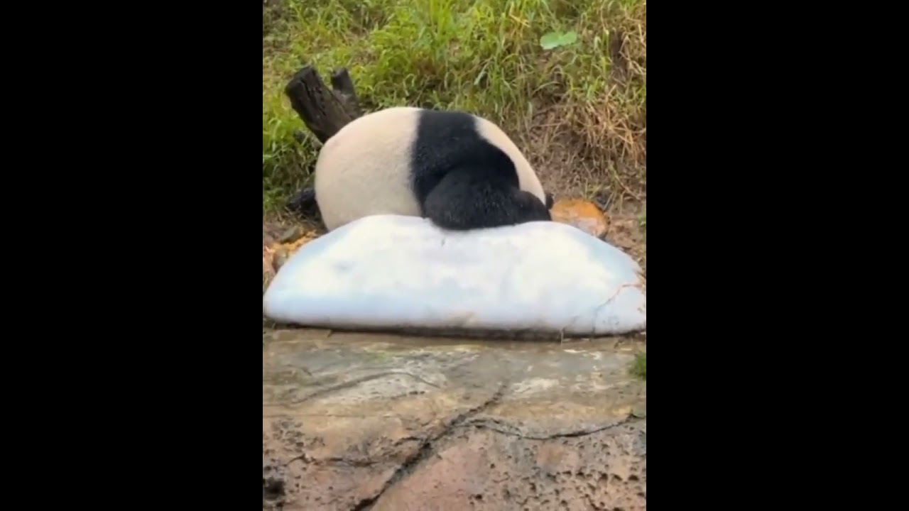 大熊貓躲雨，祖傳的方式都是顧頭不顧腚，只要臉不溼就行 #大熊貓