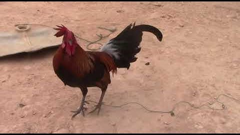 3 tug qaib dib tshiab saib seb nej puas nyiam 8/2/2020