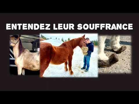 Chaque jour, des chevaux innocents sont victimes de maltraitance et de négligence. Ils souffrent en silence, sans voix pour se défendre ou se faire entendre. Ils ont enduré des conditions inhumaines, laissés à l’abandon, affamés, blessés et privés de soins élémentaires. Ils ont un besoin urgent de soins médicaux et de nourriture. Ensemble, nous pouvons changer leur destin. Entendez leur appel à l’aide et agissez maintenant! En faisant un don à notre campagne de levée de fonds, vous jouez un rôle crucial dans la lutte contre la maltraitance animale. Votre soutien financier nous permettra de sauver des chevaux qui souffrent encore en silence et attendent notre aide. Votre support permettra aussi de leur offrir des soins vétérinaires, des installations adaptées, de la nourriture et tout l’amour dont ils ont besoin pour se rétablir.