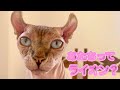【エルフキャットがライオンに似ていると言われているワケがわかる動画】#shorts #8