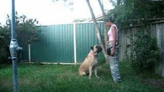 Bullmastiff Lulu Superstar Dog Tricks!