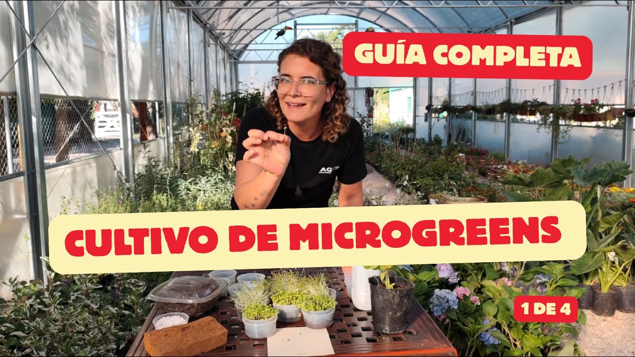 Qué son los Microgreens y qué necesitás para empezar | Guía paso a paso 🌱 SERIE 1 de 4