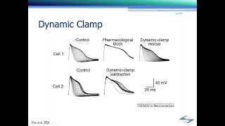 Patch Clamp技術分享 : Dynamic Clamp and Cross Experiment Analysis