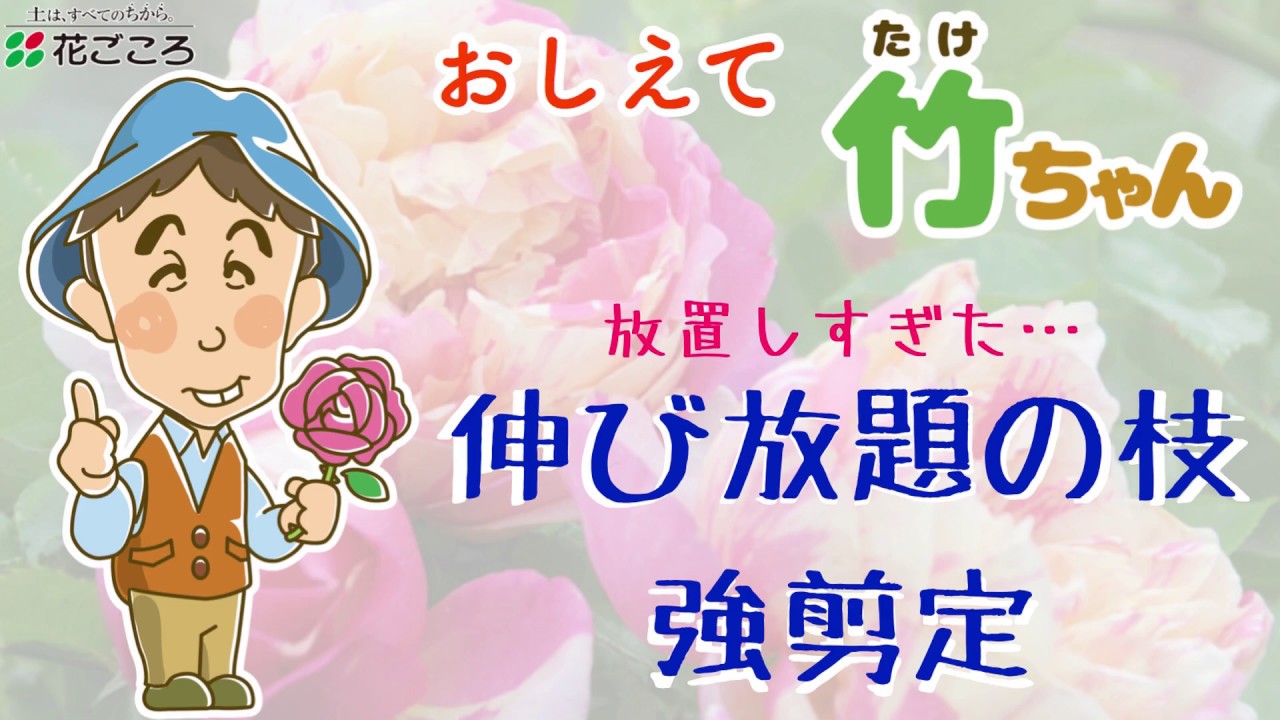 ボサボサ 伸び放題のバラ強剪定 スッキリ Youtube