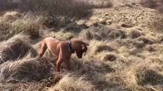 Chester Clips - Vizsla Chester Clips - Vizsla