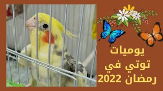 يوميات طائر الكوكتيل توتو تتوت في رمضان المبارك 2022
