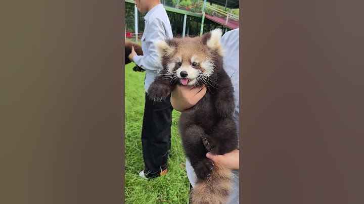 超可爱小熊猫宝宝 突然运镜 #运镜 #小熊猫 #小熊猫就不是熊猫了吗 #动物