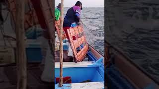 así se tira el chango de arrastré para la captura de camarón