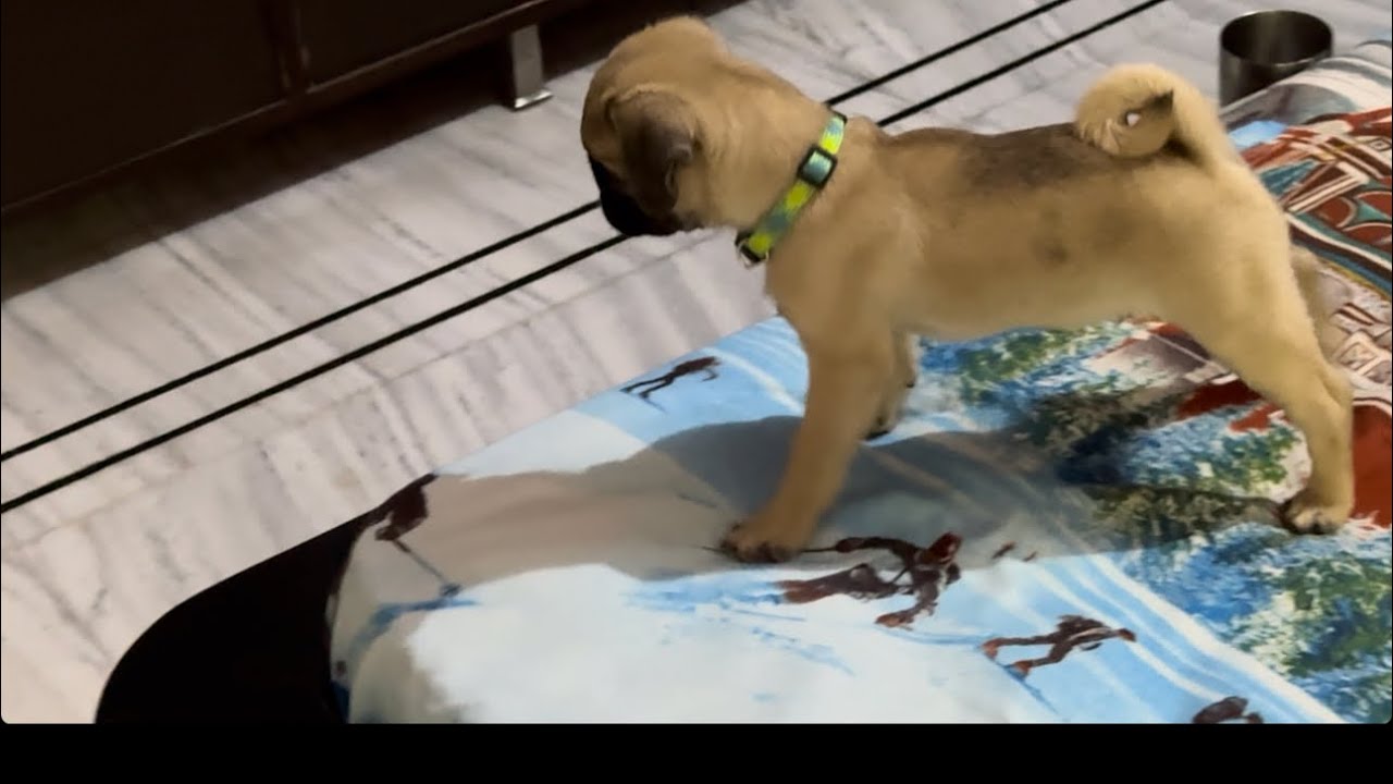 Rambo waiting for food, Papa kiya laye hain rambo keliye 