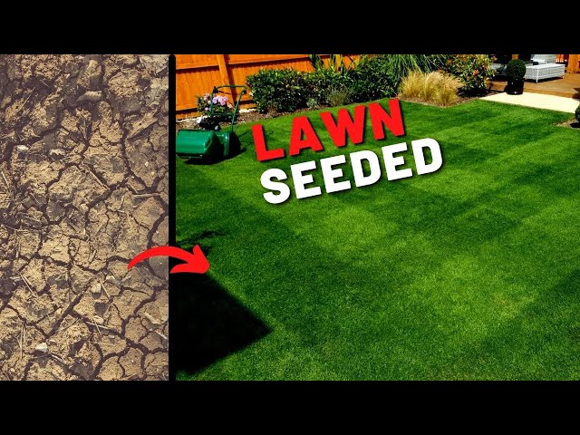 should i overseed before or after top dressing Step by Step Lawn Renovation - Top Dress, Over Seed LEVEL