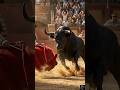 ষাঁড় কি আসলেই লাল রঙ দেখে রেগে যায়? 🐂🔴
