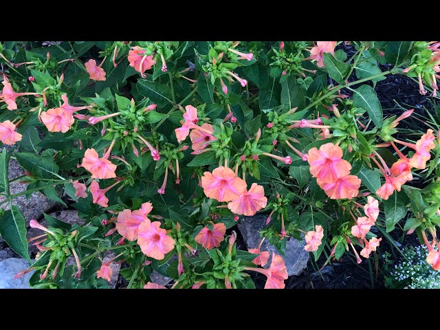Plant Spotlight-4-o'clock's - YouTube