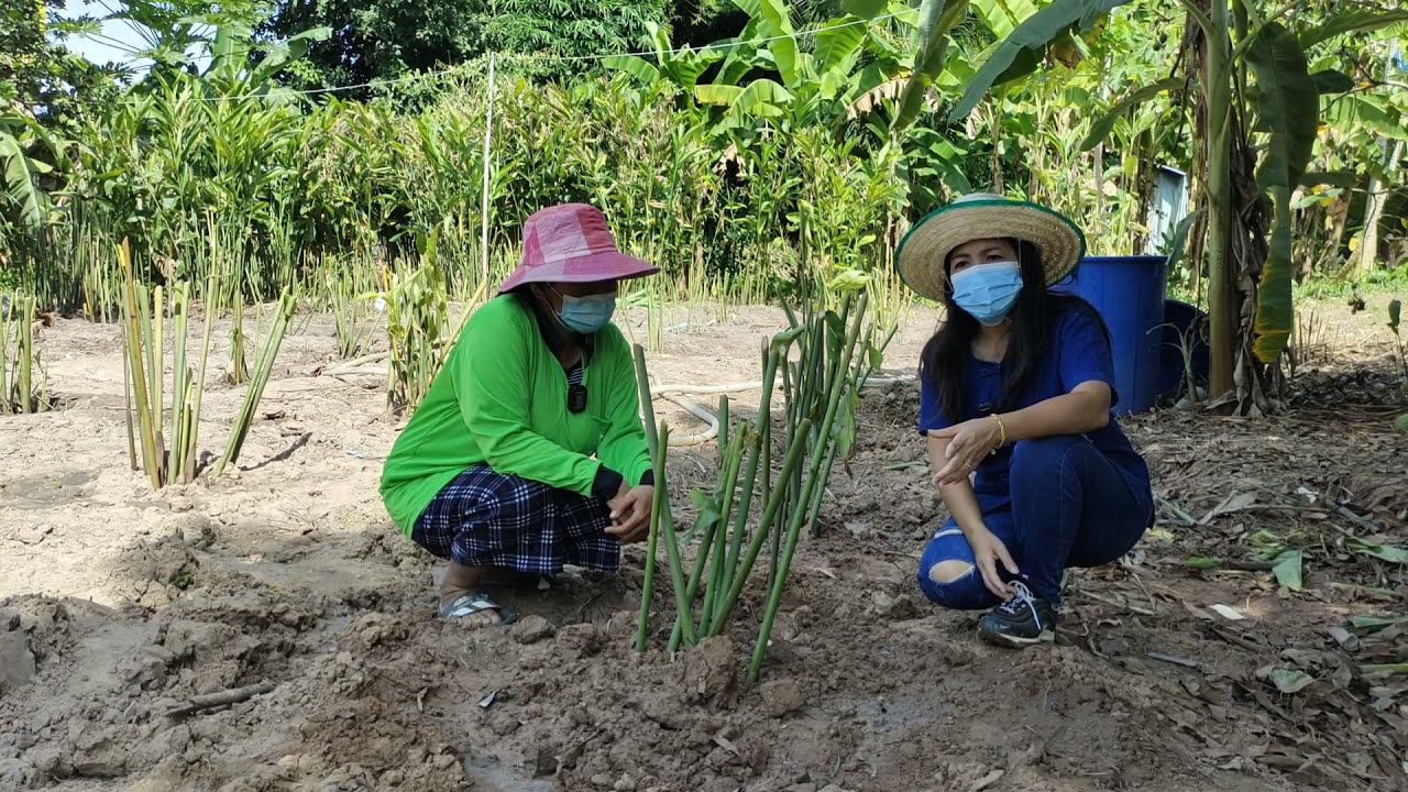 วิธี#ปลูกข่าเกษตรแดงใหญ่ ปลูกอย่างไรให้รอดตาย ข่าเกษตรแดงใหญ่แตกต่างกับ #ข่าน้ำ อย่างไร