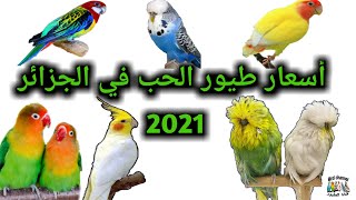 أسعار طيور الحب في الجزائر 2021  البادجي ،الفيشر ،الكوكتيل.