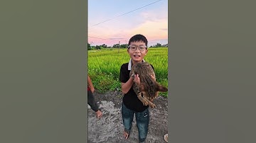 Hậu trường cover : Lên nóc nhà bắt con gà 🐓 - Hài hước ! #shorts