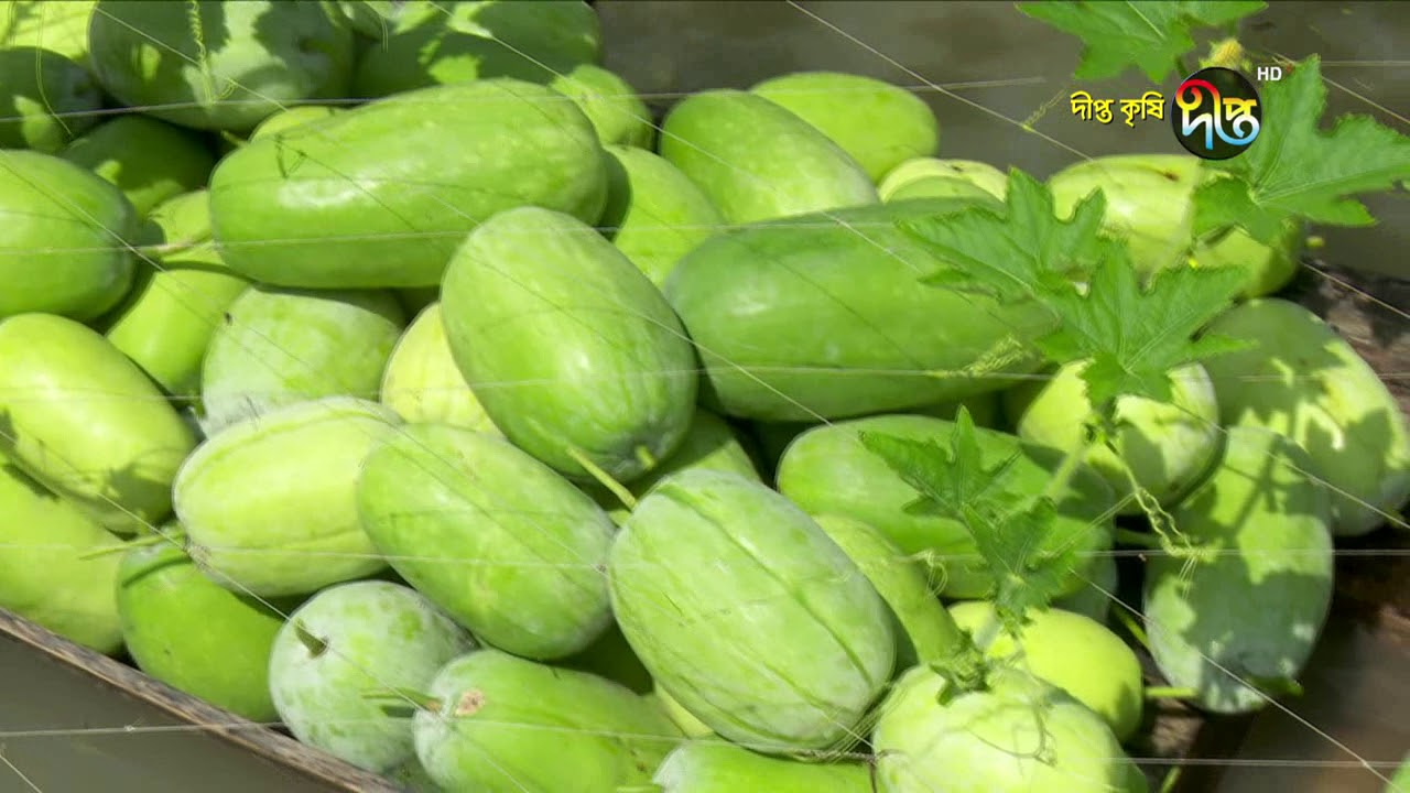 Deepto Krishi/দীপ্ত কৃষি - সর্জন পদ্ধতিতে সবজি চাষ আয় ১ লক্ষ টাকা, পর্ব ৫৪৫