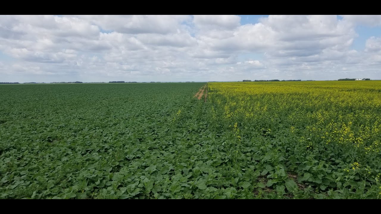 A Staggered Canola Planting is Great for Beekeepers YouTube