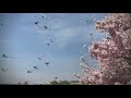 National Kite Festival returns amid peak cherry blossom bloom