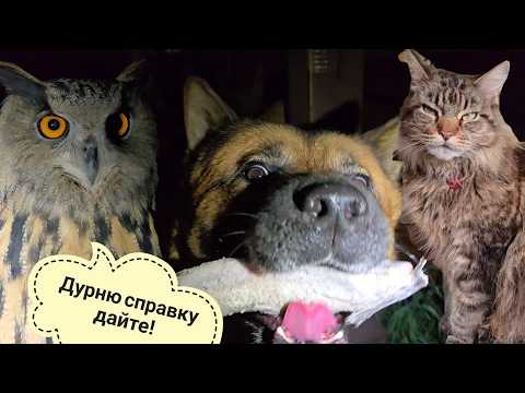 The hedgehogs are still awake and so are you! Wild uncertainty is on the prowl. Moroshka the Busi...