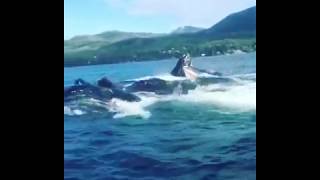 Can I hear you say Whales