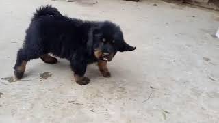 Tibetan mastiff puppy price in India // Best Price // Asiapets.in :: Call - 9555944924 Tibetan mastiff puppy price in India // Best Price // Asiapets.in :: Call - 9555944924