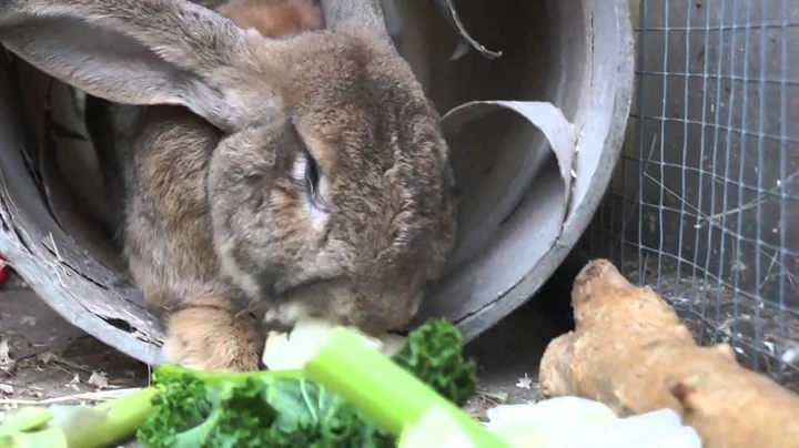 Humphrey the huge Continental Giant rabbit!