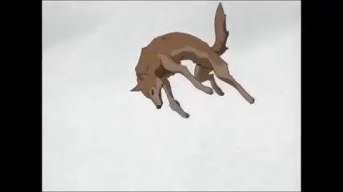 Running with the Wolves [Animash]