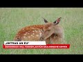 Österreich will Todesplan für Sika-Hirsche kippen | krone.tv NEWS