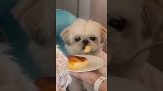 Mama Airfry Sponge Cake for Fur Babies #cutedog #dogbirthday #shihtzu #funnydogs