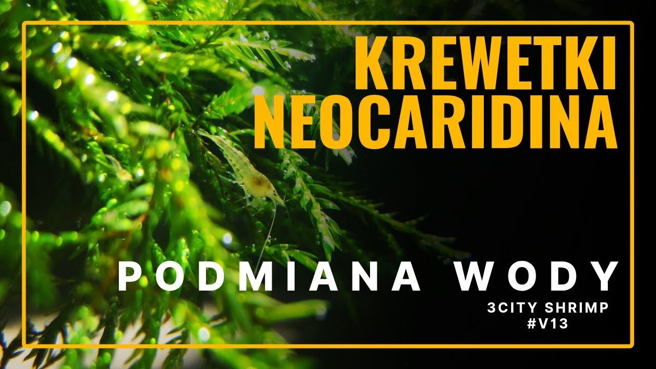 Krewetki neocaridina, jak przygotować idealną wodę  - poradnik podmiany