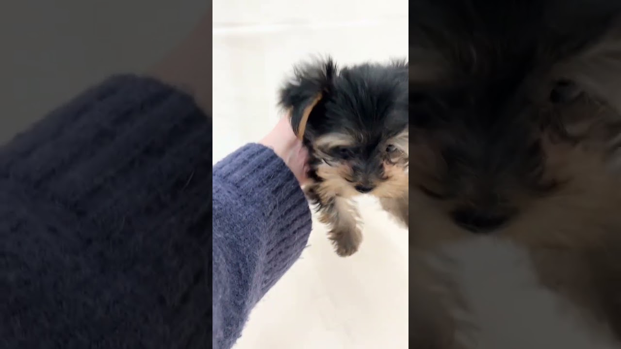 ヨーキー 】父はチャンピオン犬！小さめサイズで愛らしいルックスの