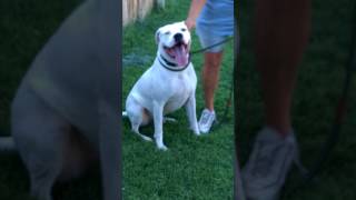 Hercules - Fetch Fido A Flight