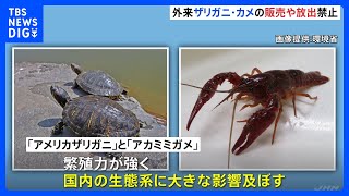 アメリカザリガニ・アカミミガメを「条件付特定外来生物」に指定　きょうから販売・放出禁止　ペットとして飼育は可能｜TBS NEWS DIG